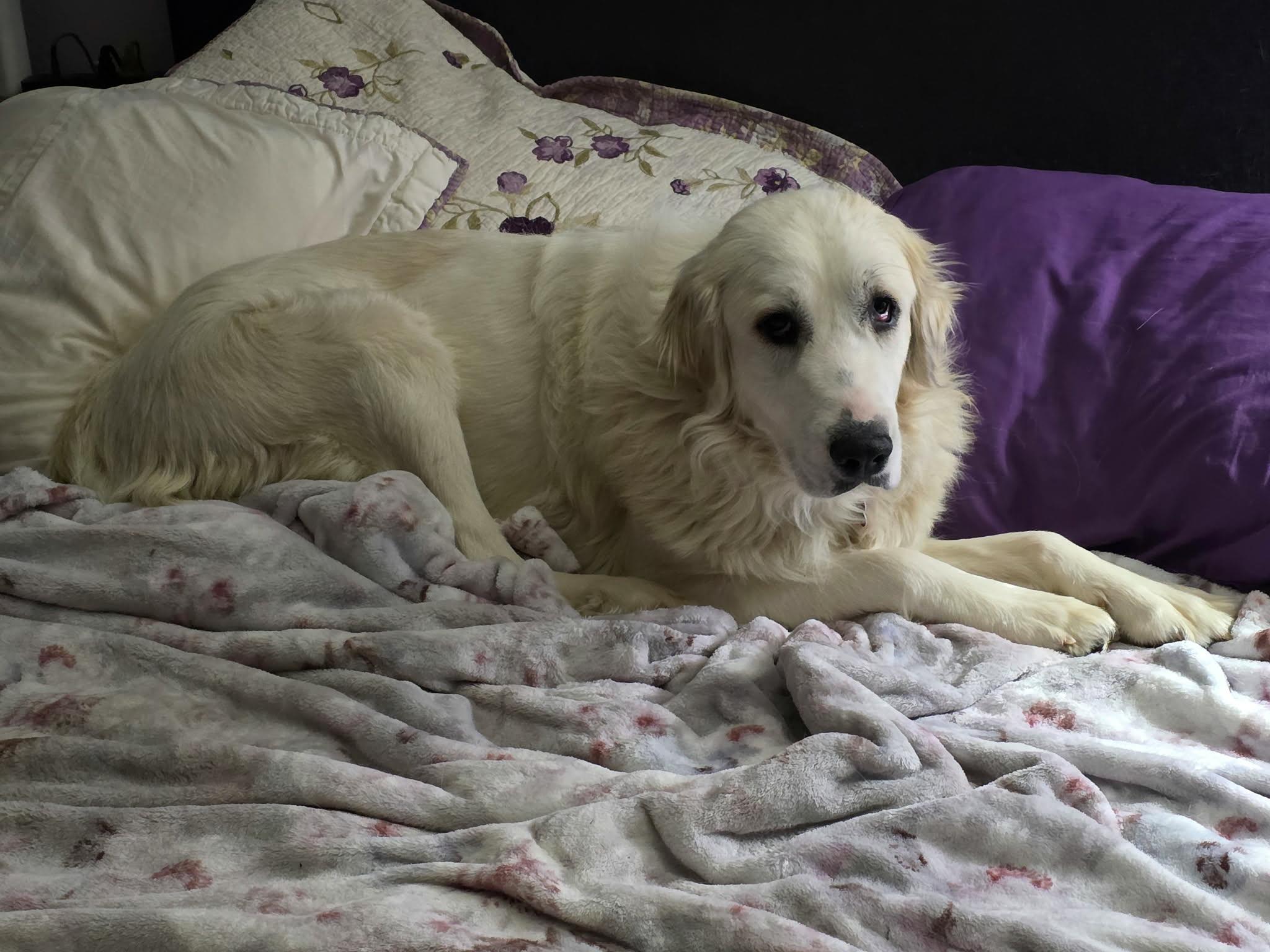 Enlarge Laney , a ADOPTABLE Great Pyrenees in Kiowa, OK image 3/6