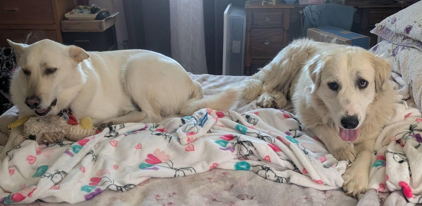 Enlarge Laney , a ADOPTABLE Great Pyrenees in Kiowa, OK image 5/6