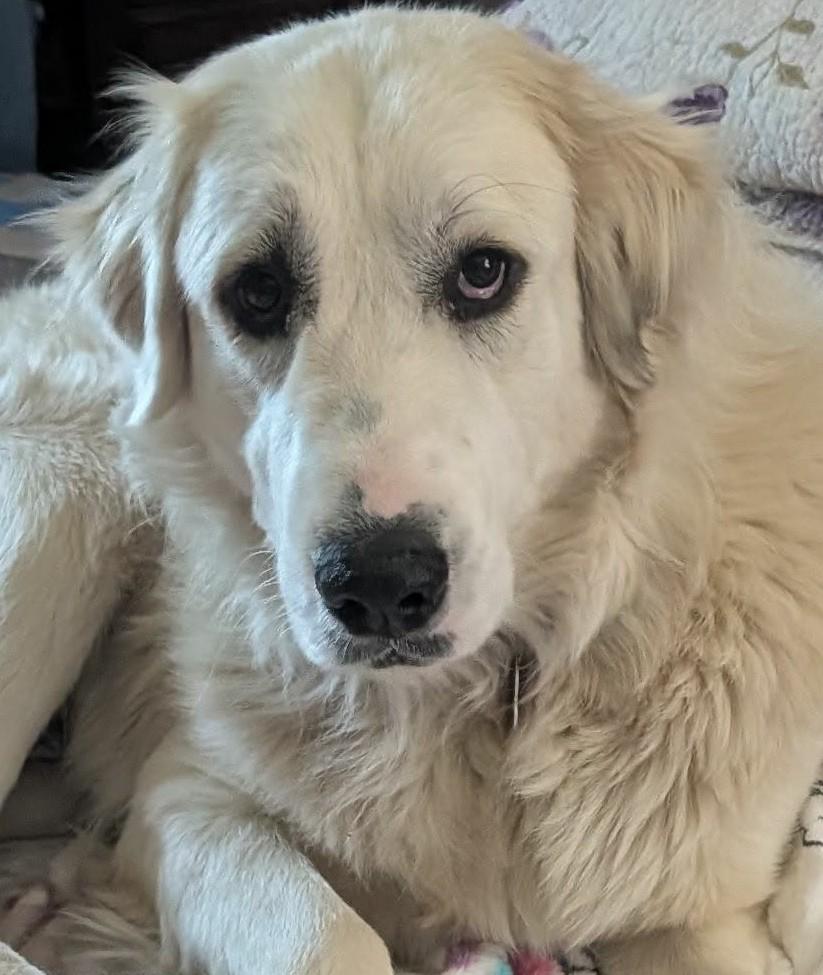 Enlarge Laney , a ADOPTABLE Great Pyrenees in Kiowa, OK image 1/6
