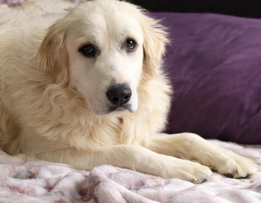 Enlarge Laney , a ADOPTABLE Great Pyrenees in Kiowa, OK image 4/6