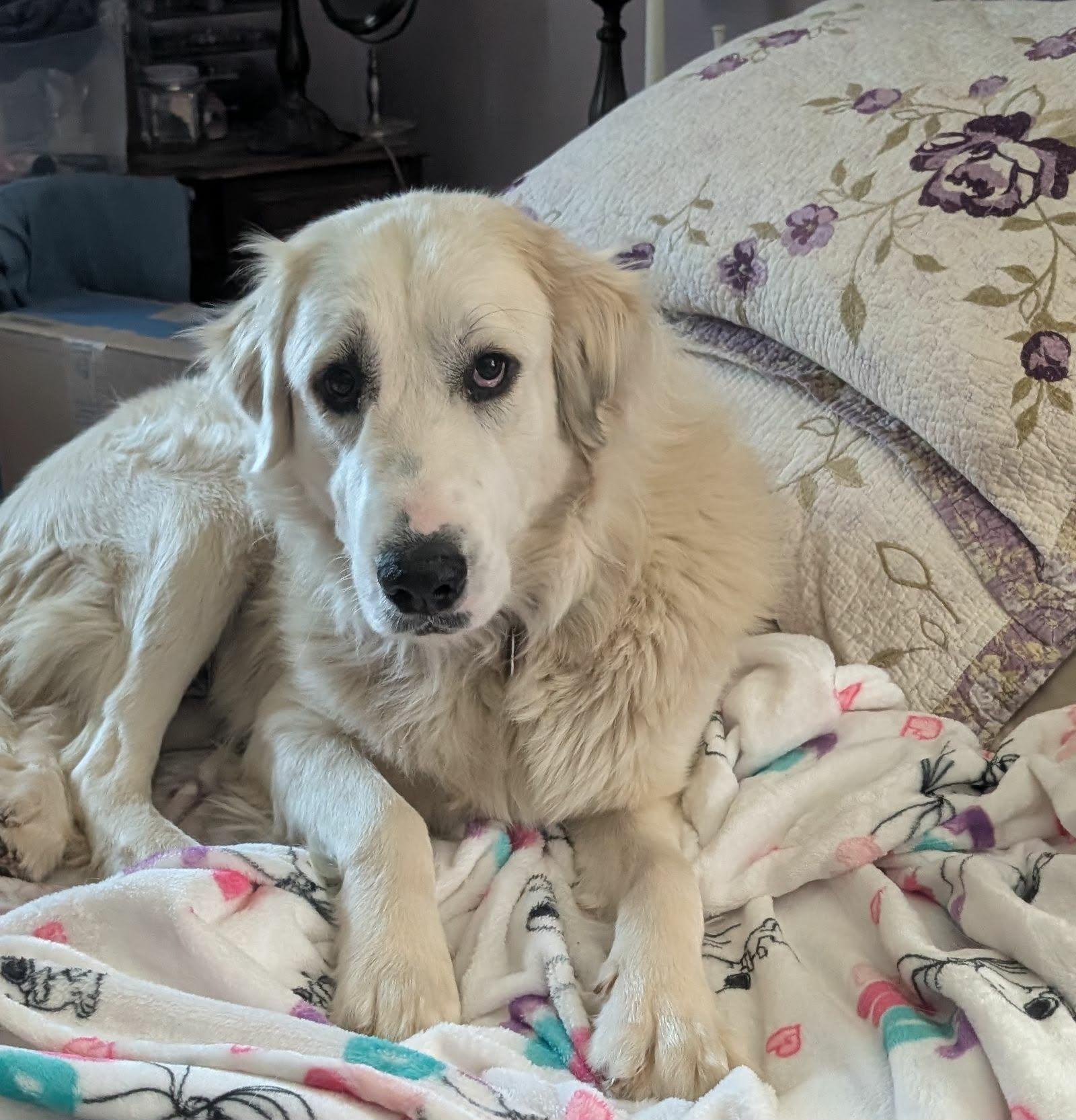 Enlarge Laney , a ADOPTABLE Great Pyrenees in Kiowa, OK image 6/6