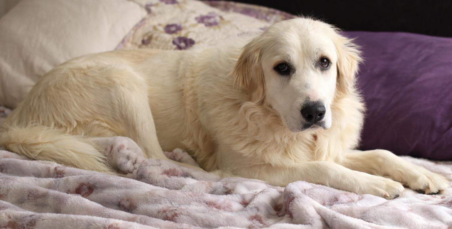 Enlarge Laney , a ADOPTABLE Great Pyrenees in Kiowa, OK image 2/6