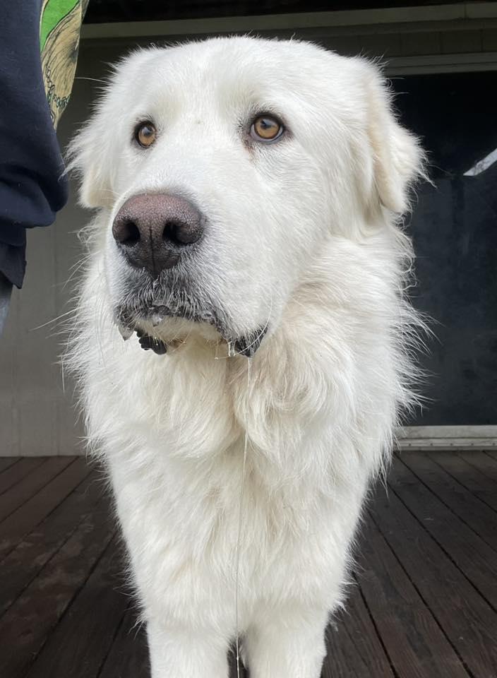 Hiccup, Adopted, Adult Male Great Pyrenees.