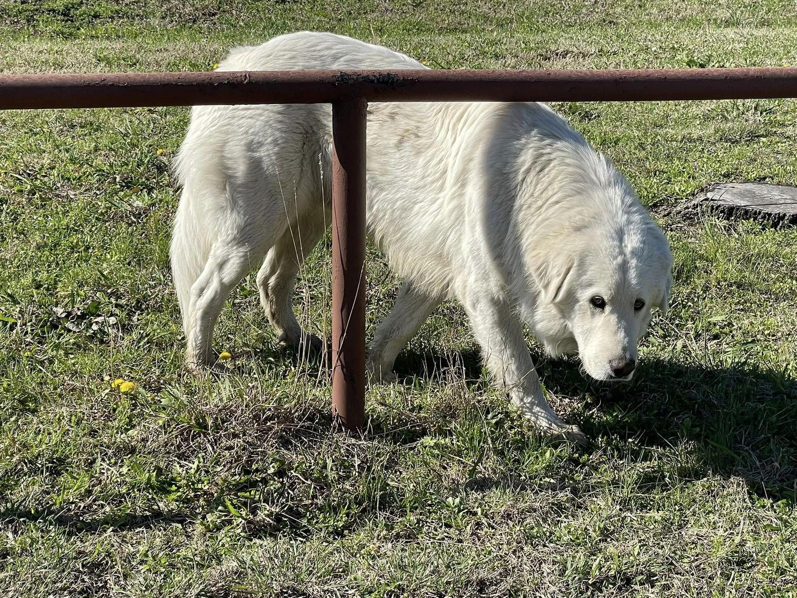 Hiccup, a Adopted Great Pyrenees in Garland, TX image 2/3