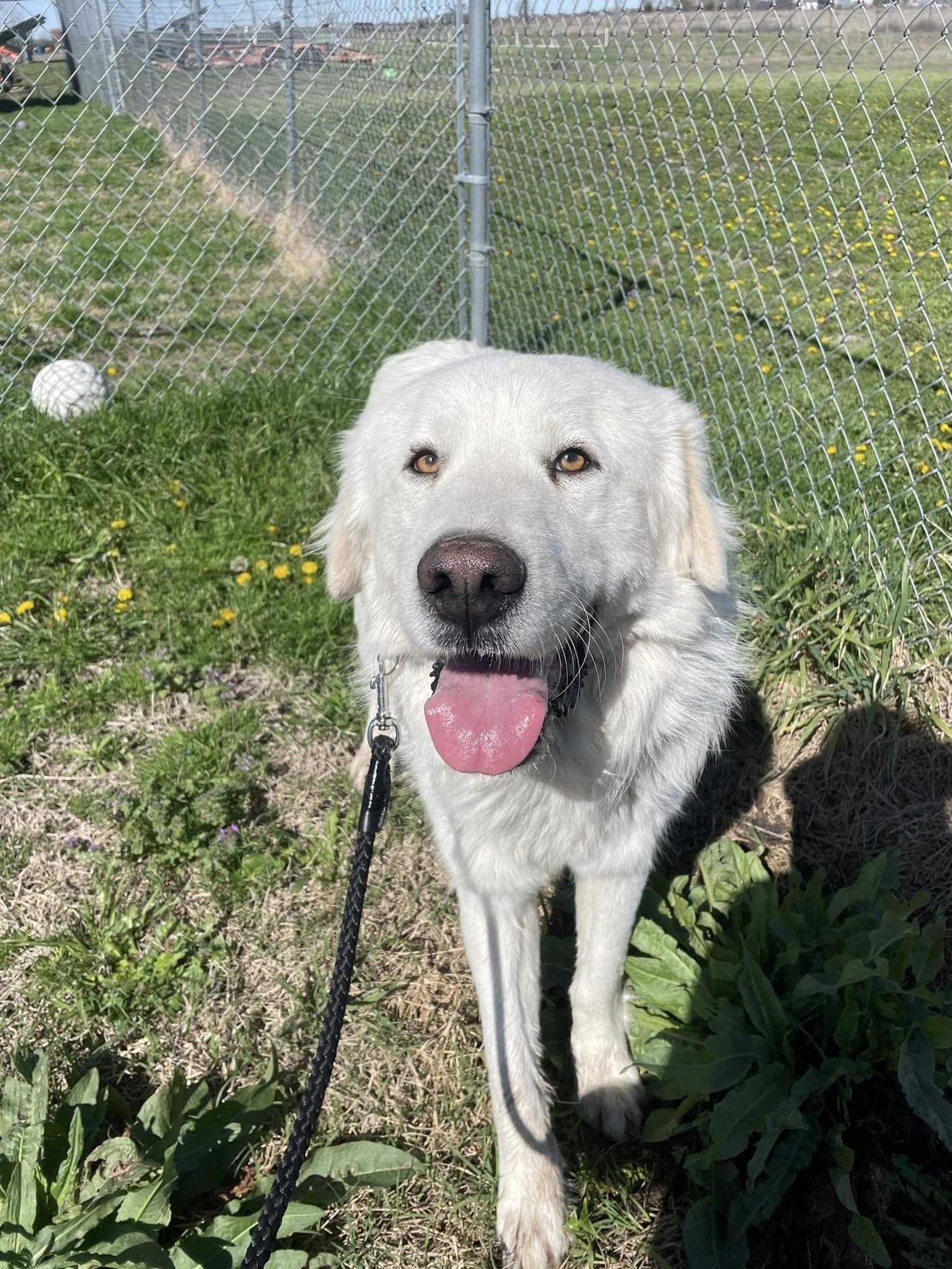 Hiccup, a Adopted Great Pyrenees in Garland, TX image 3/3