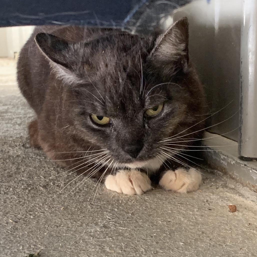 Enlarge Gravel, a Adoptable Domestic Short Hair in Franklin, NC image 1/1