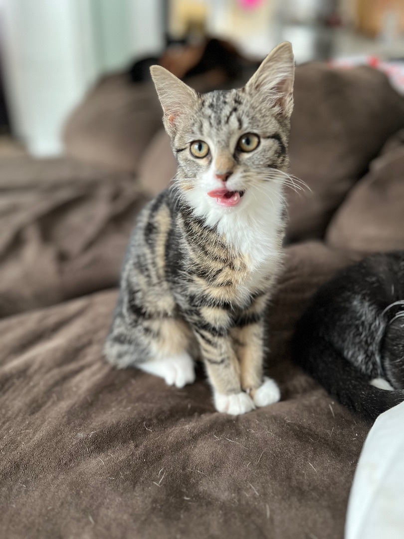 Moxie, a Adopted Domestic Short Hair in Stockton Springs, ME image 1/3