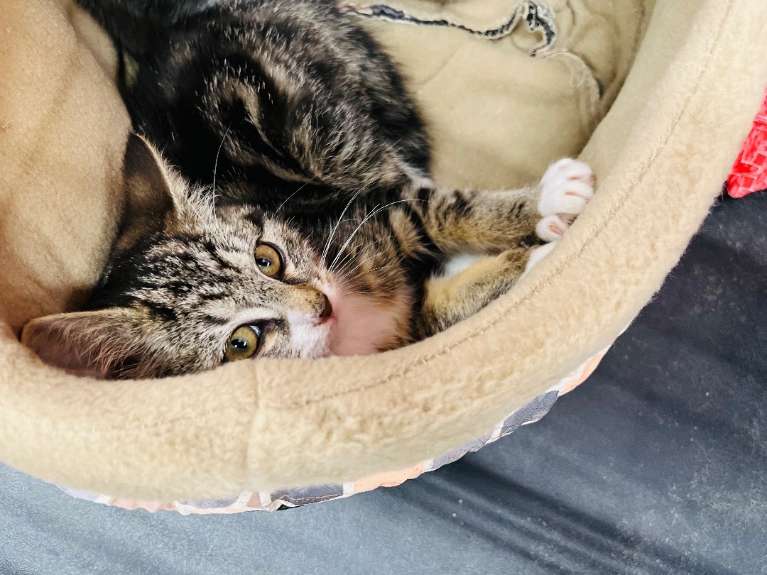 Moxie, a Adopted Domestic Short Hair in Stockton Springs, ME image 2/3