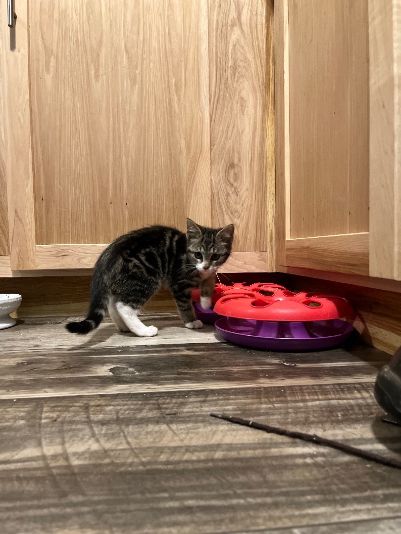 Moxie, a Adopted Domestic Short Hair in Stockton Springs, ME image 3/3