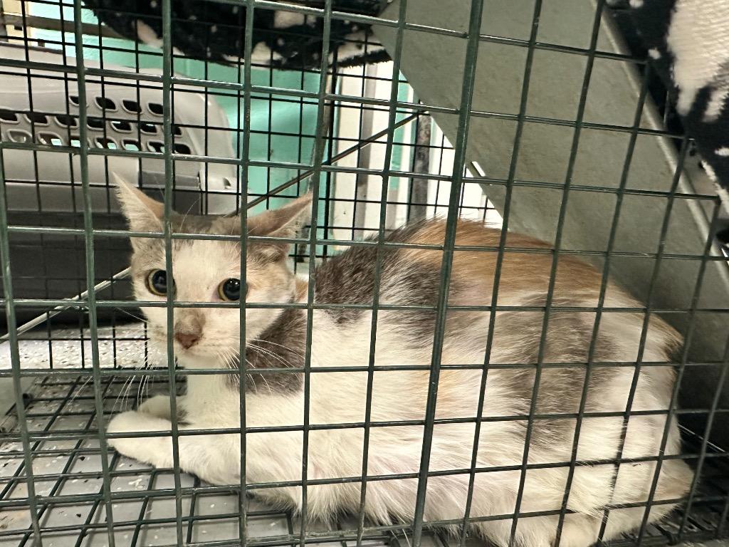 Lella Lambardi, Adoptable, Young Female Domestic Short Hair.