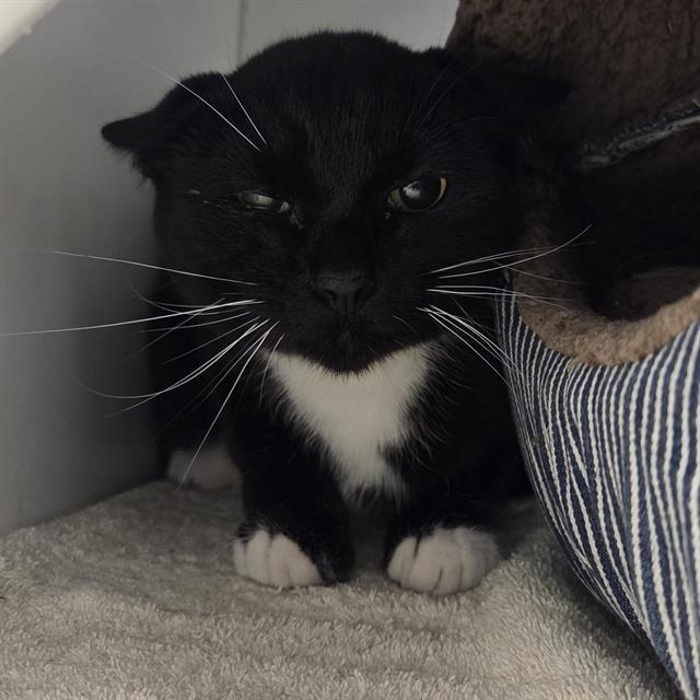 Enlarge HARVEY, a Adoptable Domestic Short Hair in Centerville, MA image 1/1