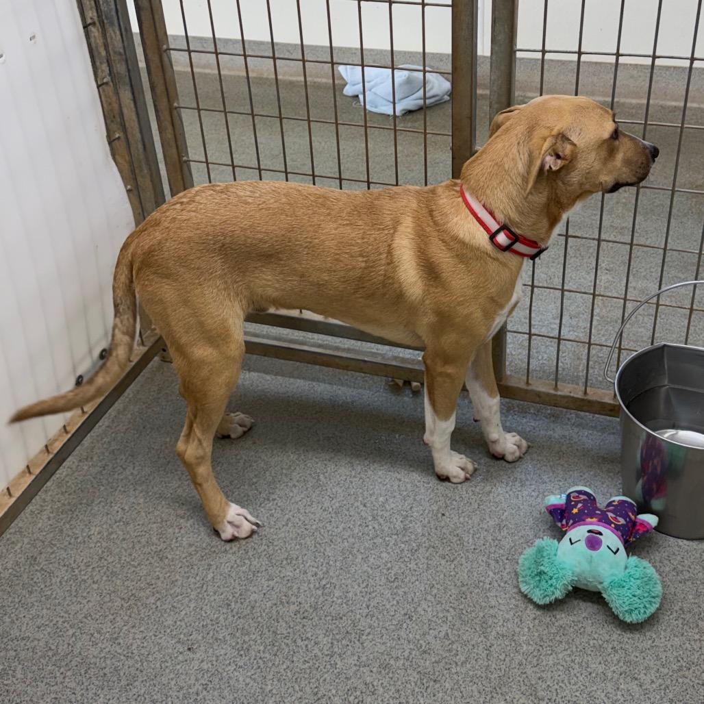 Sam, Adoptable, Puppy Male Beagle & Yellow Labrador Retriever.