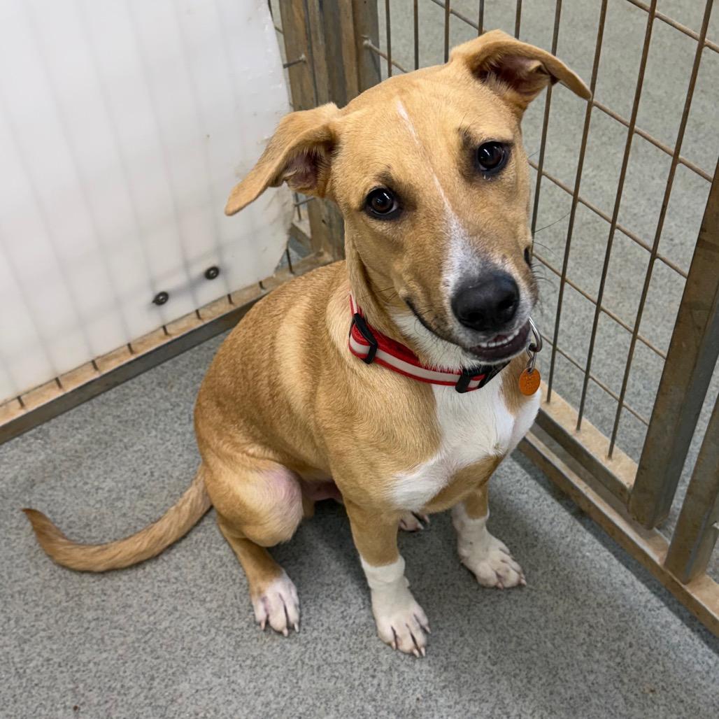 Enlarge Sam, a Adoptable mixed breed in Kingman, KS image 2/6