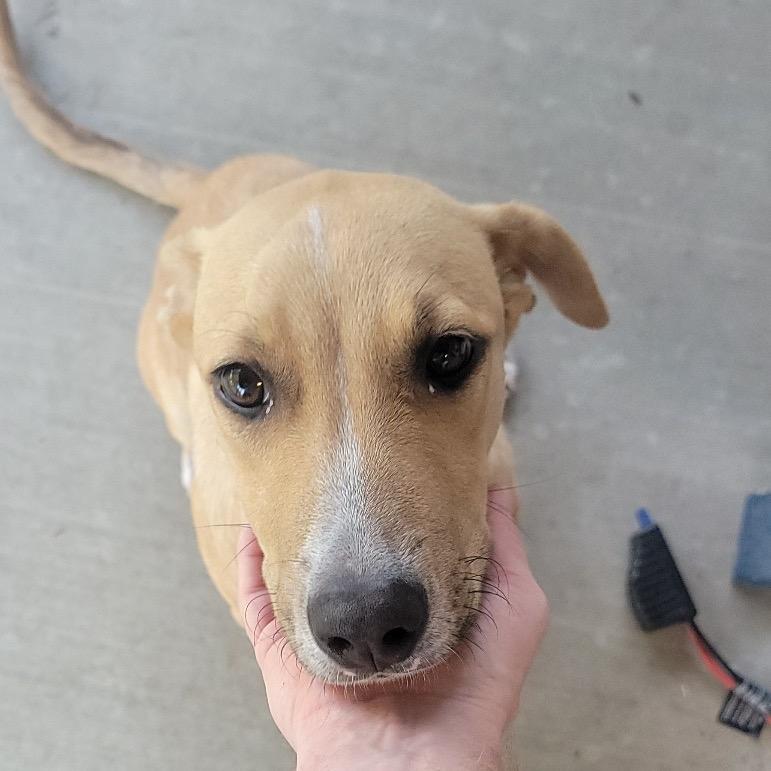 Enlarge Sam, a Adoptable mixed breed in Kingman, KS image 3/6