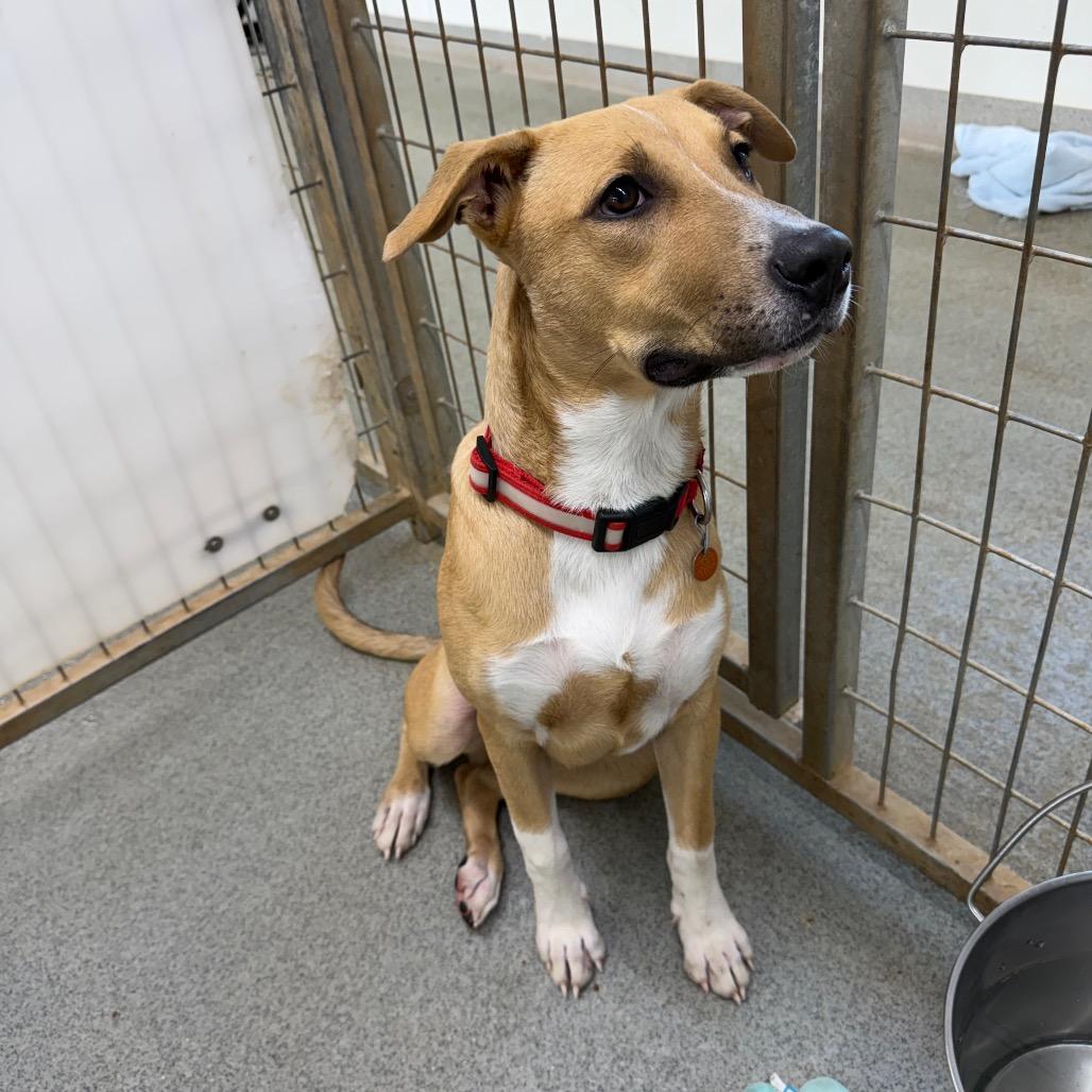 Enlarge Sam, a Adoptable mixed breed in Kingman, KS image 4/6
