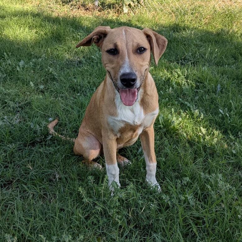 Enlarge Sam, a Adoptable mixed breed in Kingman, KS image 5/6