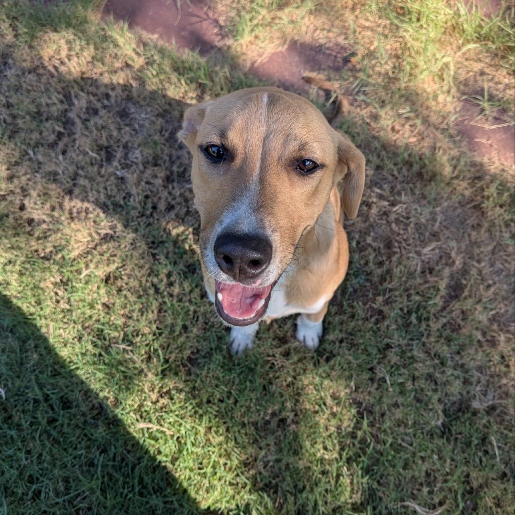 Enlarge Sam, a Adoptable mixed breed in Kingman, KS image 6/6