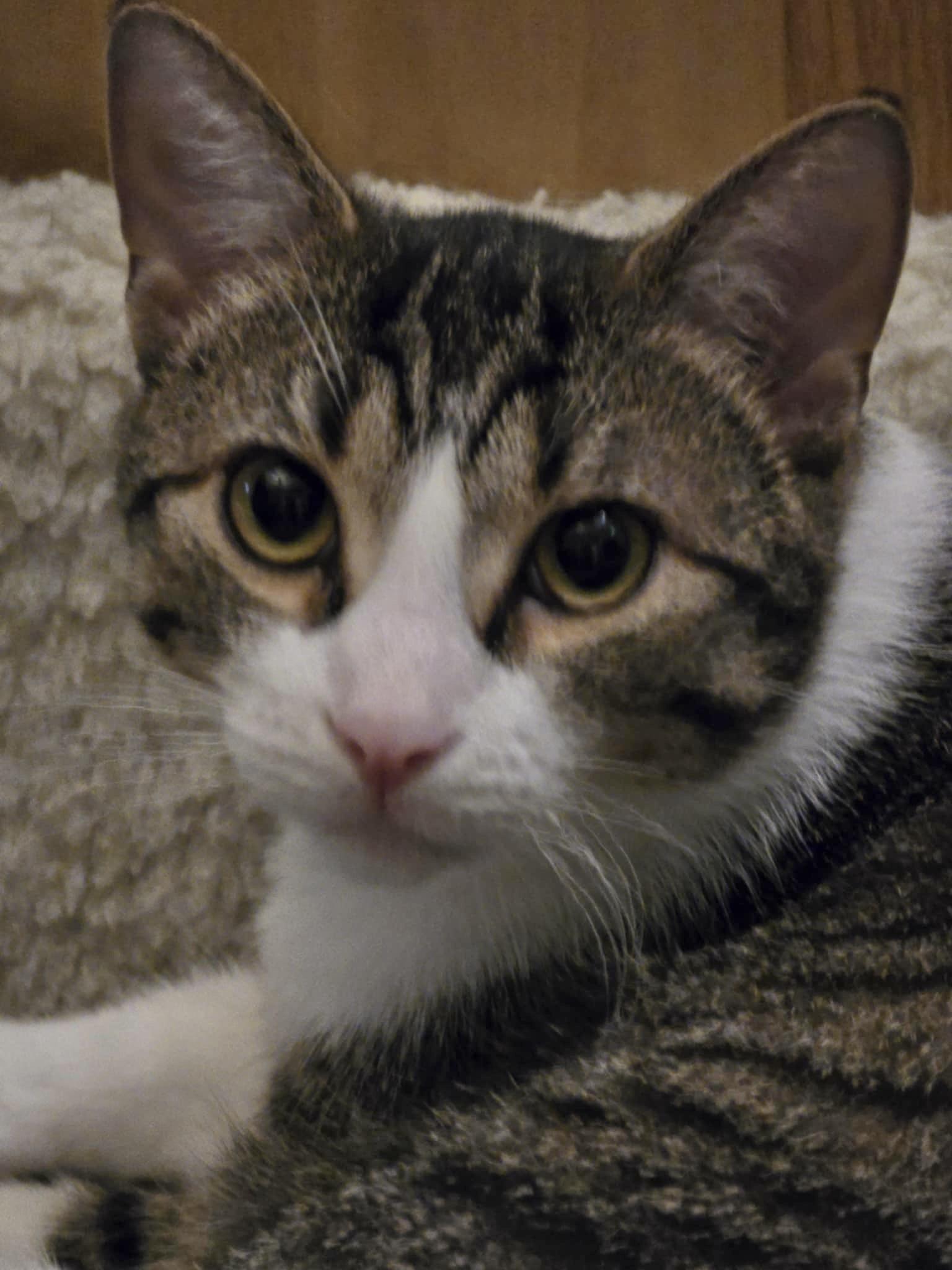 Rollie, Adoptable, Young Male Tabby.