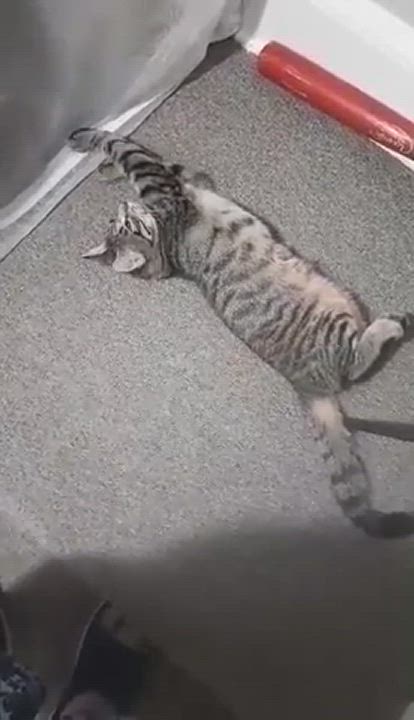 Enlarge Pistachio, a Adopted Domestic Short Hair in Nanticoke, PA video 5/5