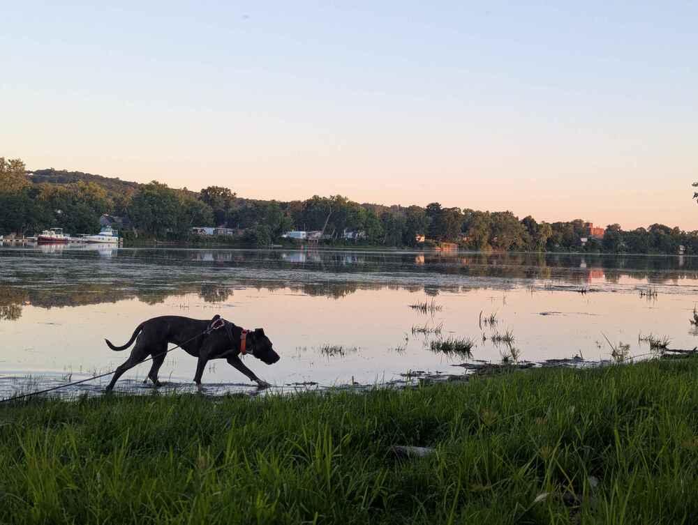 Dodger, Adoptable, Young Female Mixed Breed & Pit Bull Terrier.