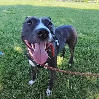 Dodger, a Adoptable mixed breed in Central Bridge, NY image 4/6