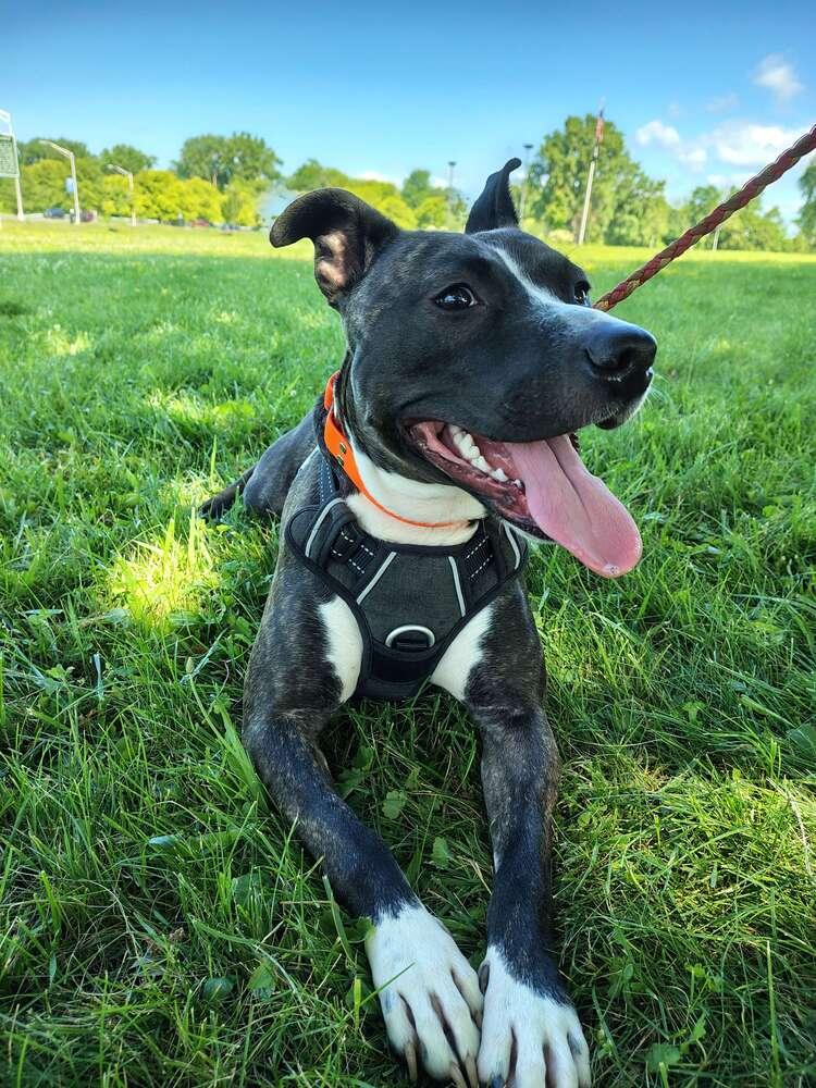 Dodger, Adoptable, Young Female Mixed Breed & Pit Bull Terrier.
