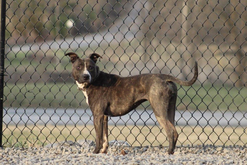 Dodger, a Adoptable mixed breed in Central Bridge, NY image 3/6