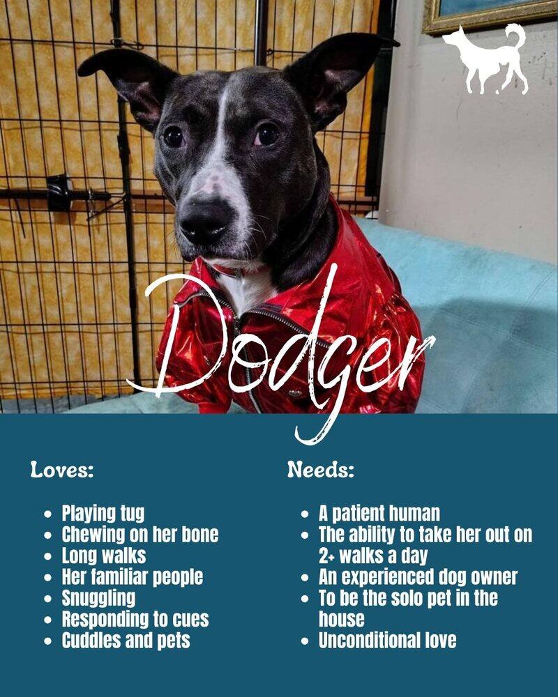 Enlarge Dodger, a Adoptable mixed breed in Central Bridge, NY image 6/6
