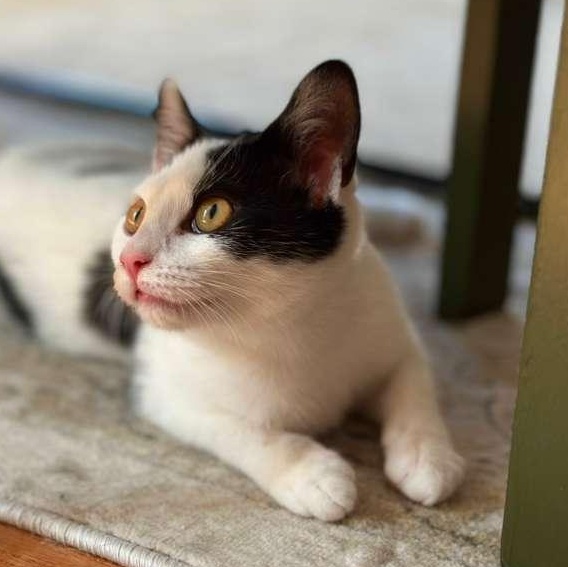 Enlarge Delilah, a ADOPTABLE Domestic Short Hair in Astoria, NY image 4/5