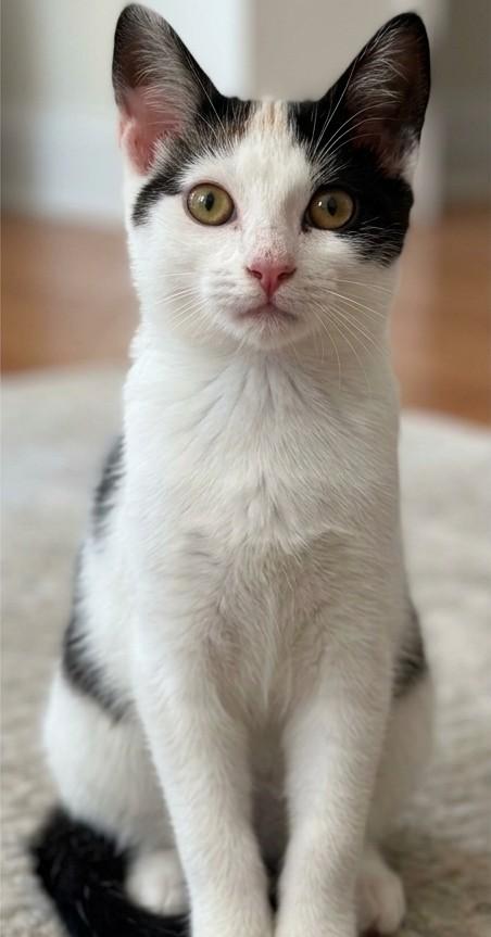 Enlarge Delilah, a ADOPTABLE Domestic Short Hair in Astoria, NY image 2/5