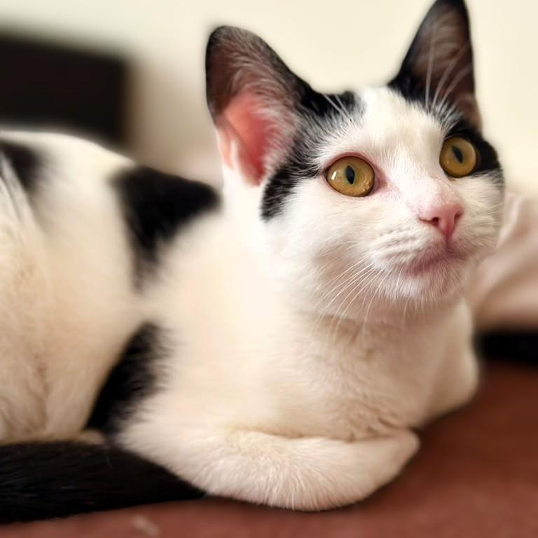 Delilah, Adoptable, Kitten Female Domestic Short Hair.