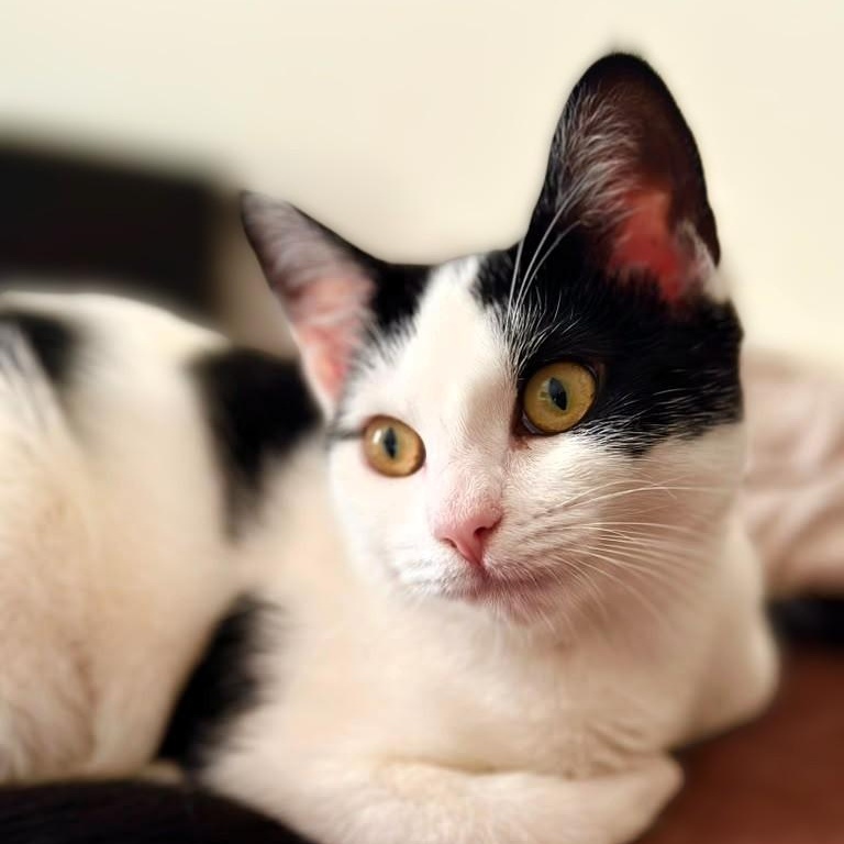 Enlarge Delilah, a Adoptable Domestic Short Hair in Astoria, NY image 3/6