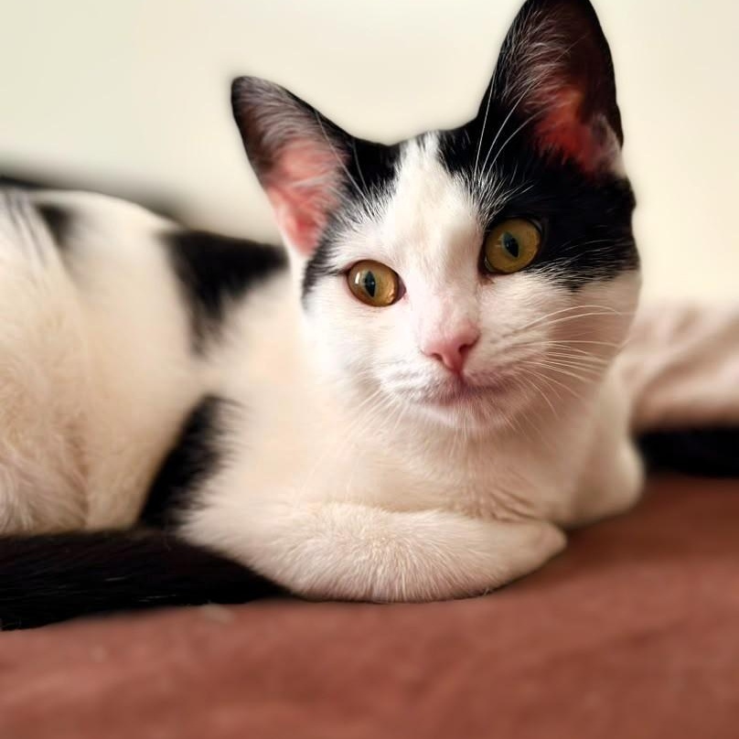 Enlarge Delilah, a Adoptable Domestic Short Hair in Astoria, NY image 6/6