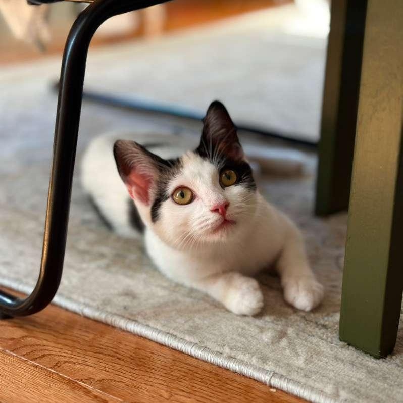 Enlarge Delilah, a ADOPTABLE Domestic Short Hair in Astoria, NY image 3/5