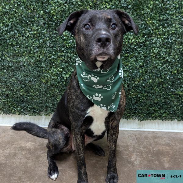 Greenie, Adoptable, Young Female Shepherd & Labrador Retriever.