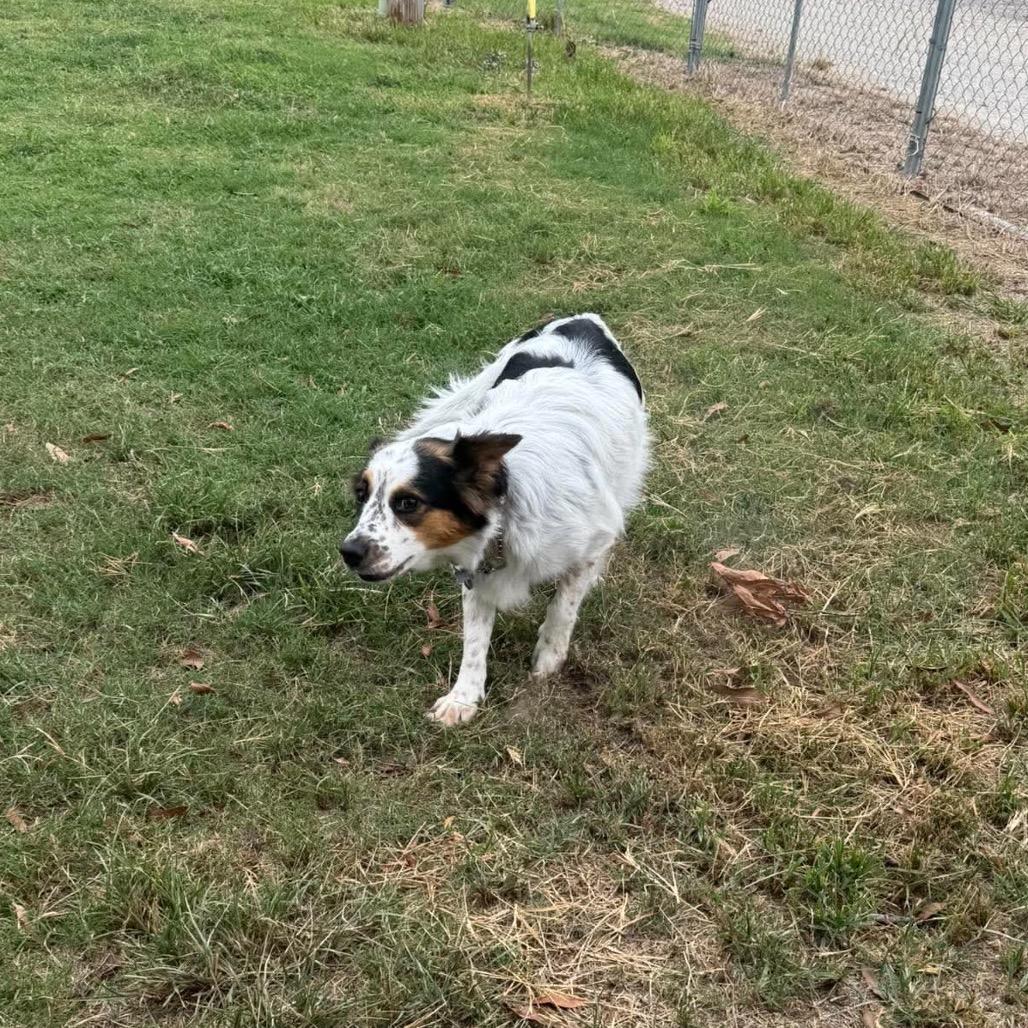 SharLee, Adoptable, Adult Female Border Collie & Mixed Breed.