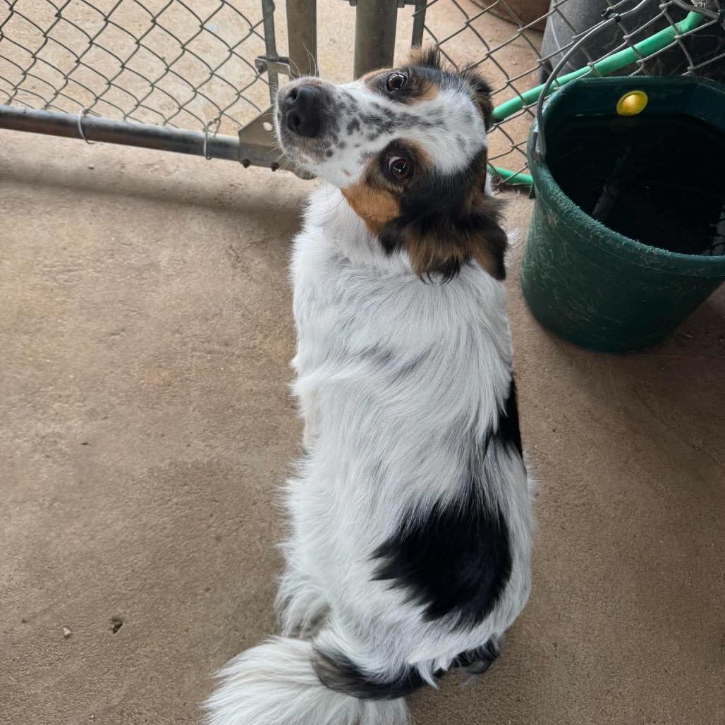 Enlarge SharLee, a Adoptable mixed breed in Brainerd, MN image 3/4