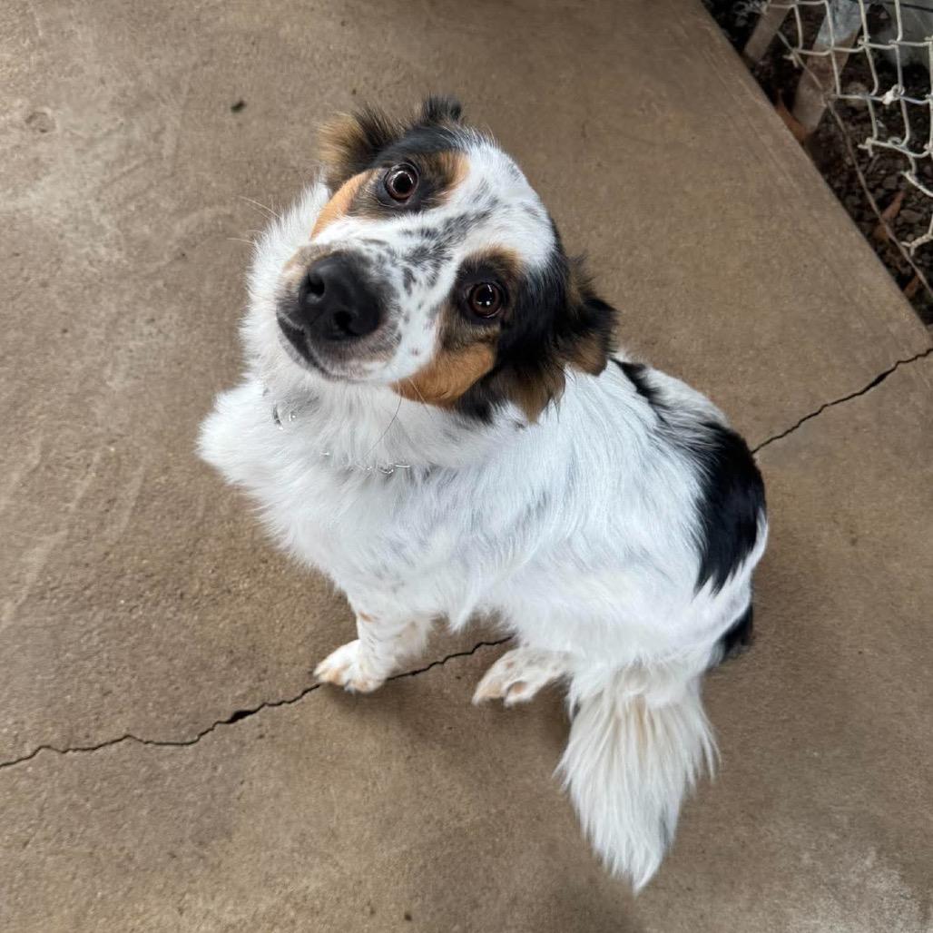 Enlarge SharLee, a Adoptable mixed breed in Brainerd, MN image 4/4