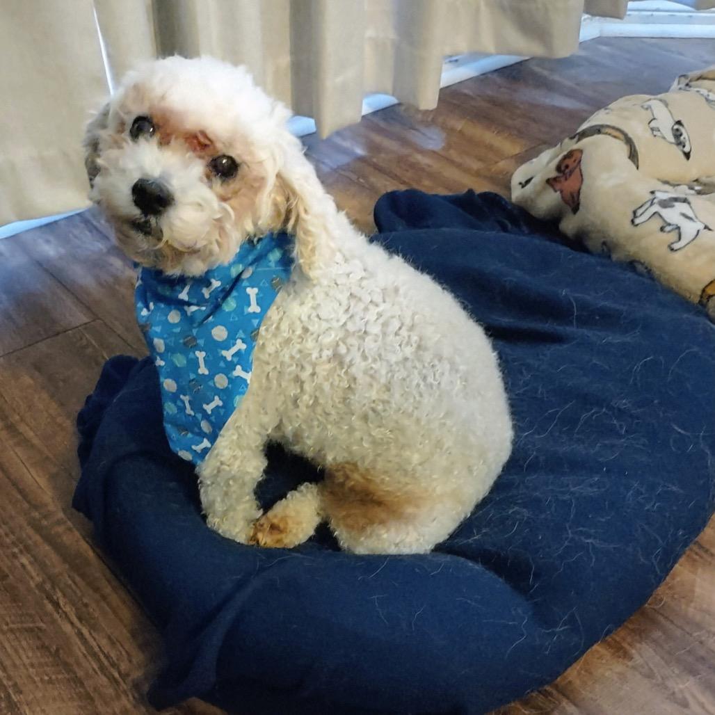 Sandy Rosie, Adoptable, Senior Female Poodle.