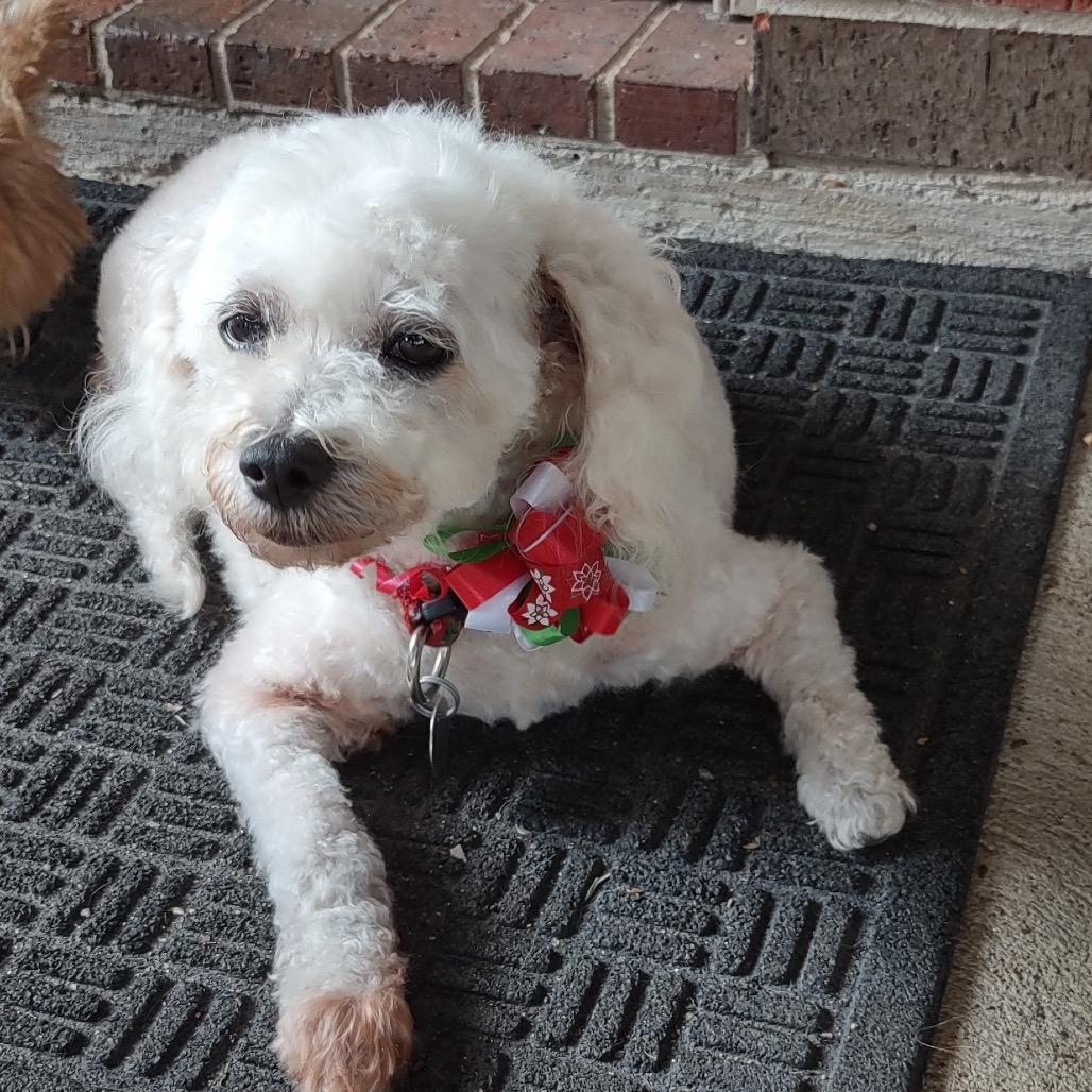 Sandy Rosie, a Adoptable Poodle in Houston, TX image 4/6