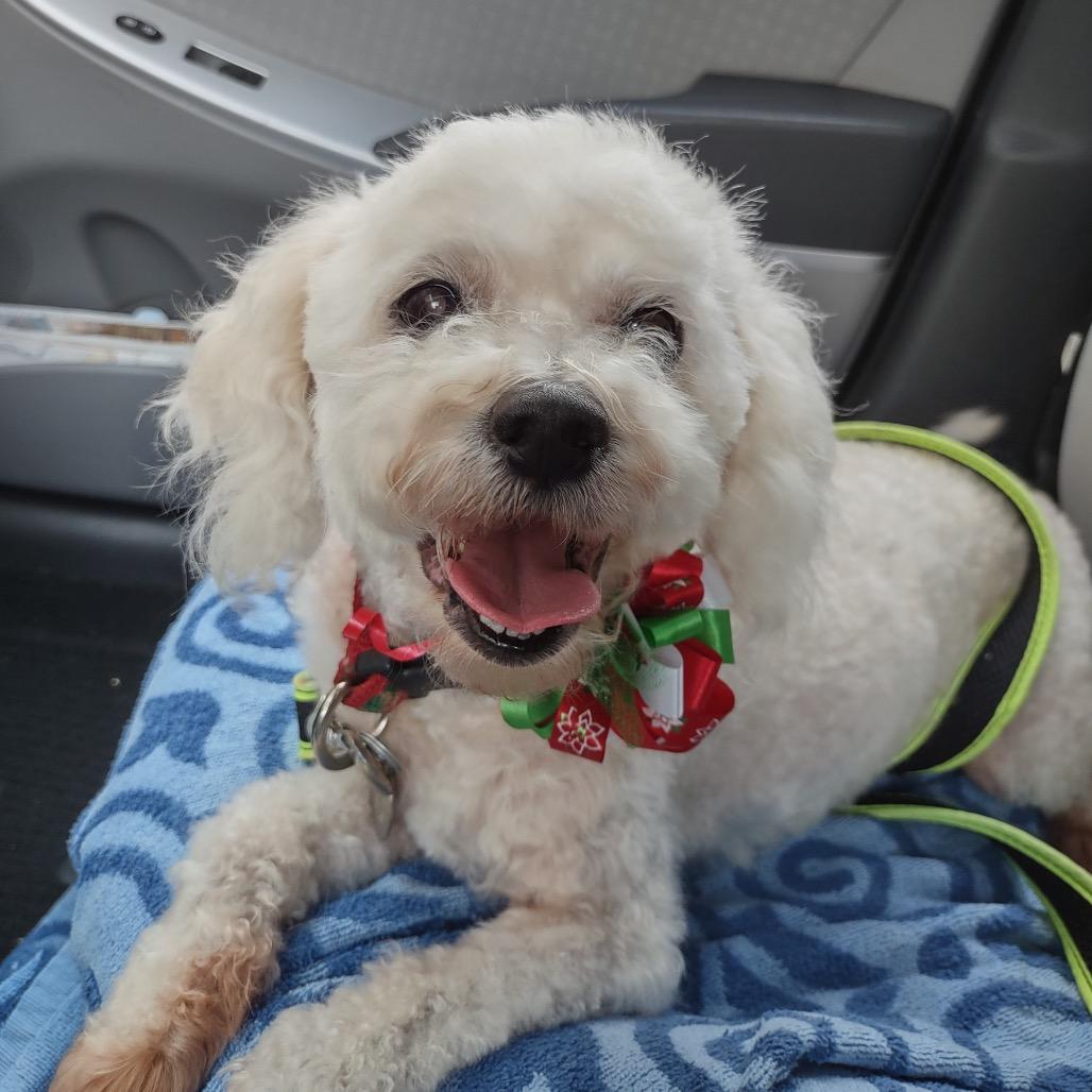 Sandy Rosie, a Adoptable Poodle in Houston, TX image 5/6