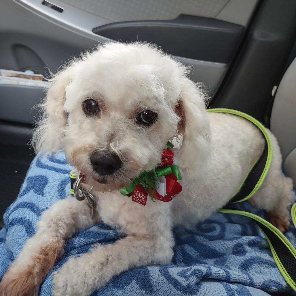 Sandy Rosie, a Adoptable Poodle in Houston, TX image 5/6