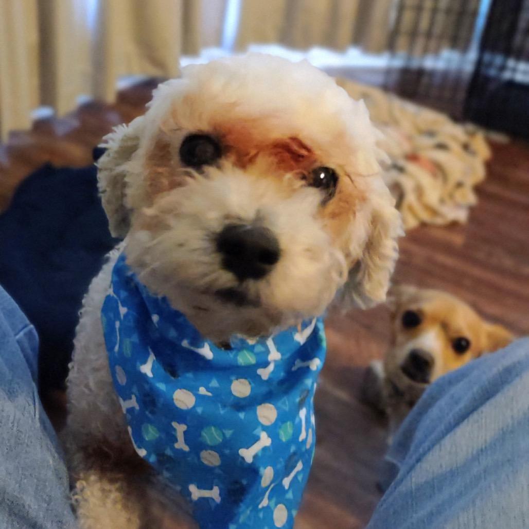 Sandy Rosie, a Adoptable Poodle in Houston, TX image 6/6