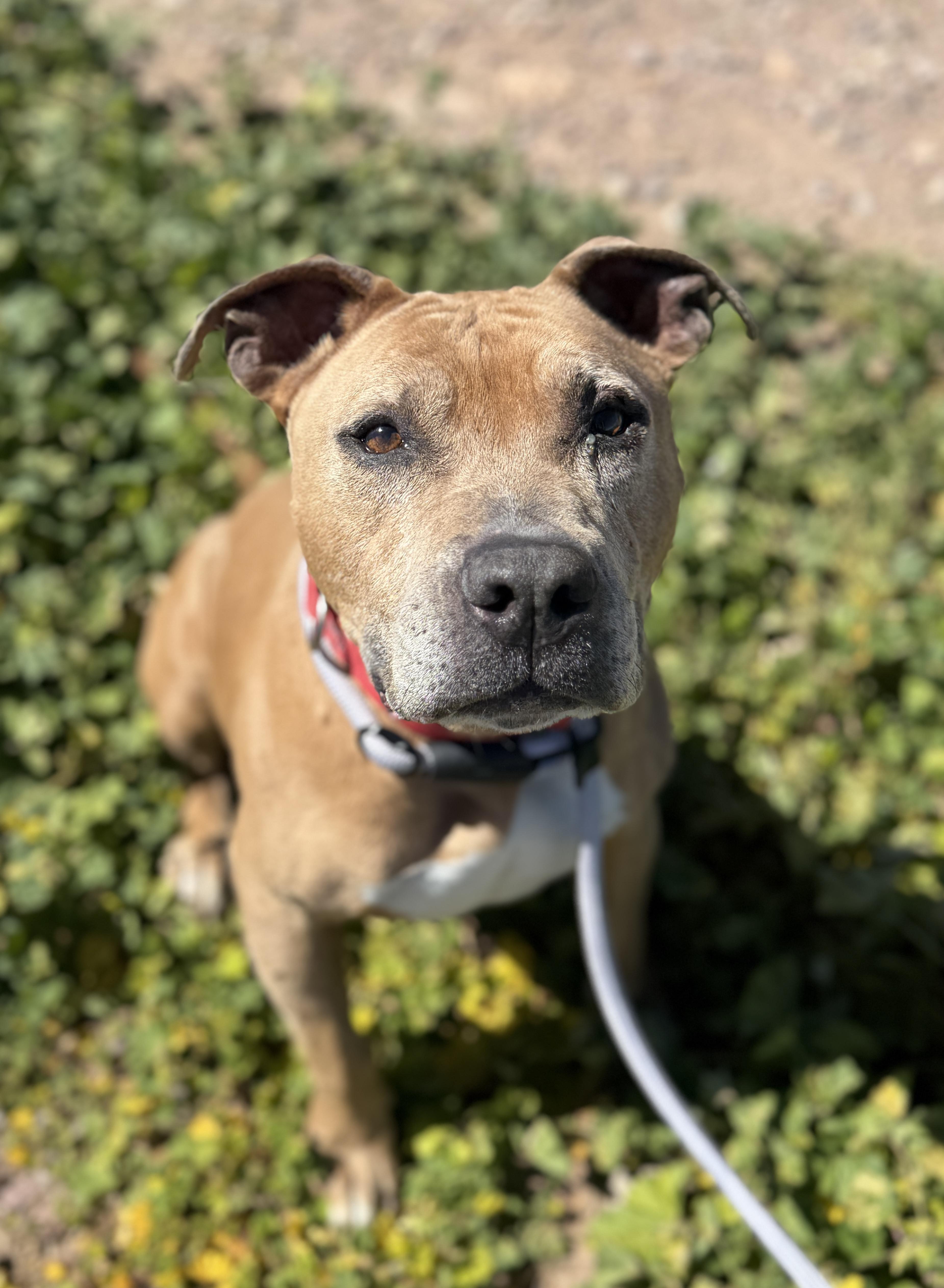 Enlarge J.D., a ADOPTABLE Pit Bull Terrier in Sierra Vista, AZ image 2/4