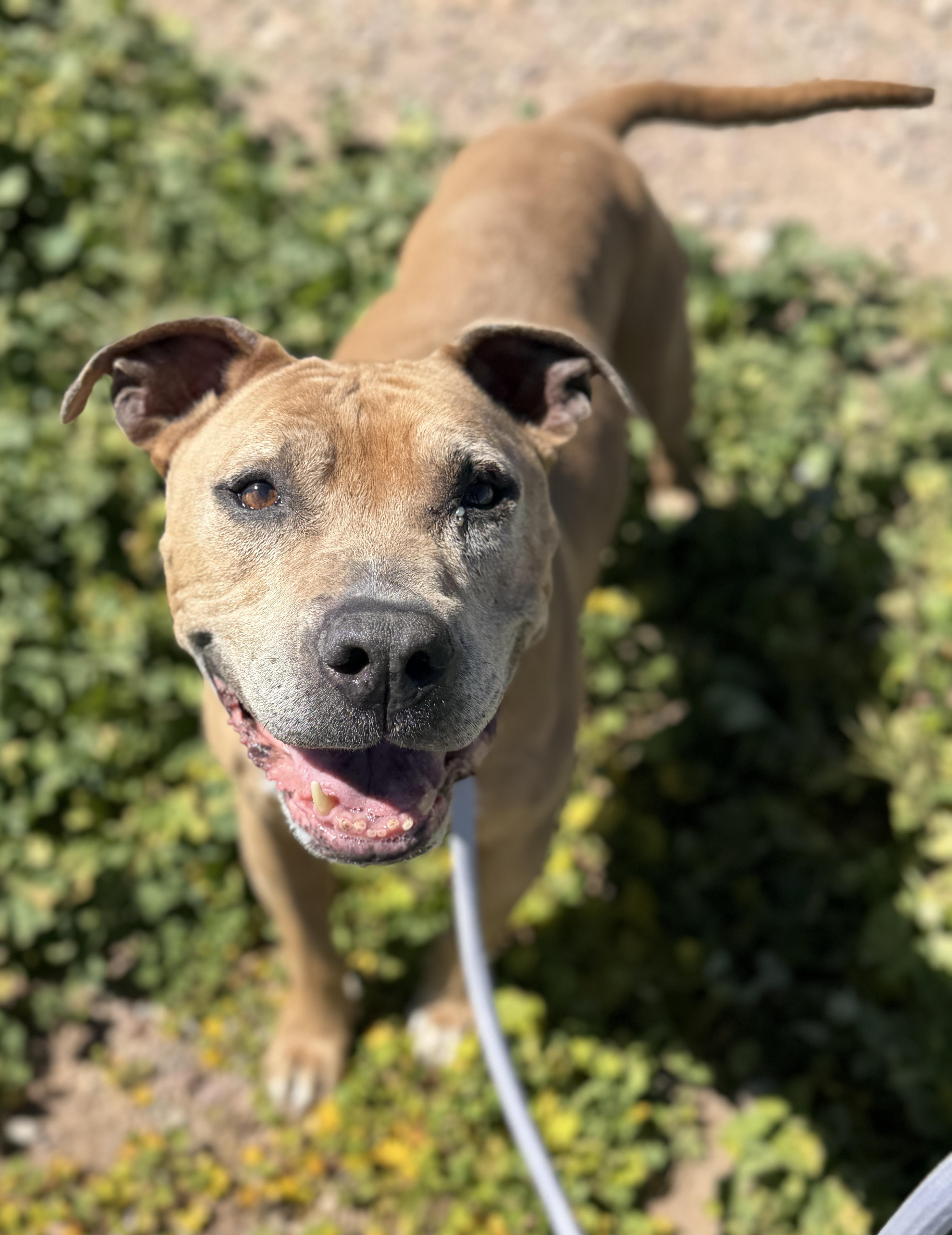 Enlarge J.D., a ADOPTABLE Pit Bull Terrier in Sierra Vista, AZ image 4/4