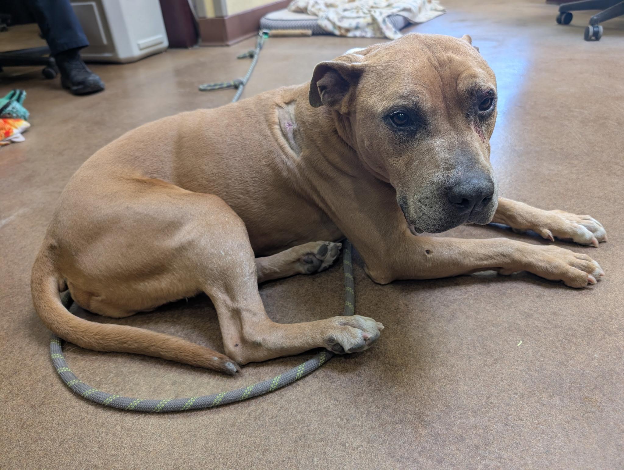 Enlarge J.D., a ADOPTABLE Pit Bull Terrier in Sierra Vista, AZ image 3/4