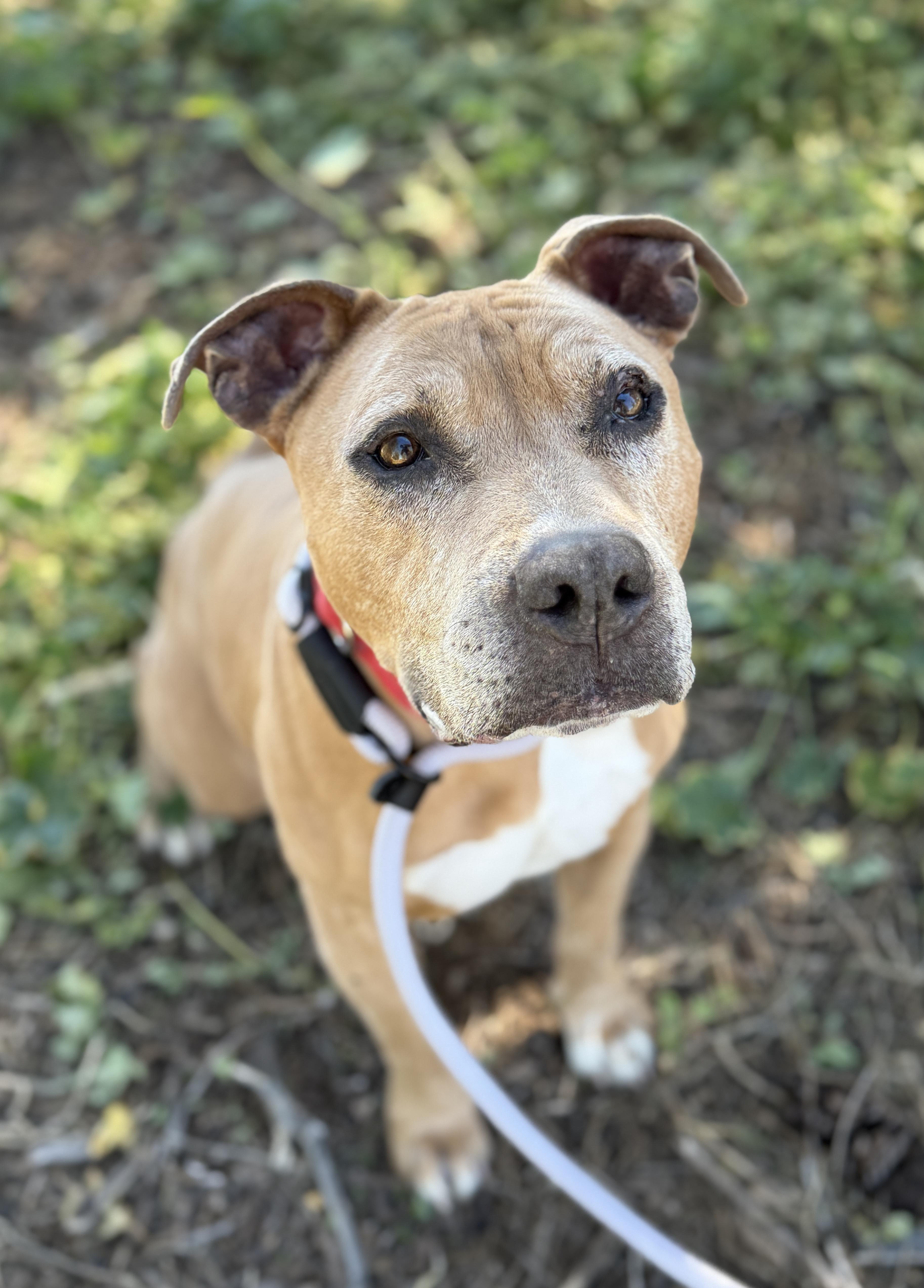 J.D., ADOPTABLE, Senior Male Pit Bull Terrier.