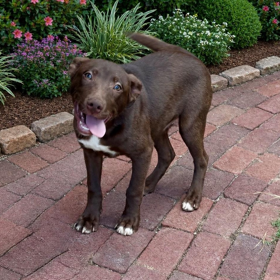 Finn, a Adoptable mixed breed in Andover, CT image 2/6