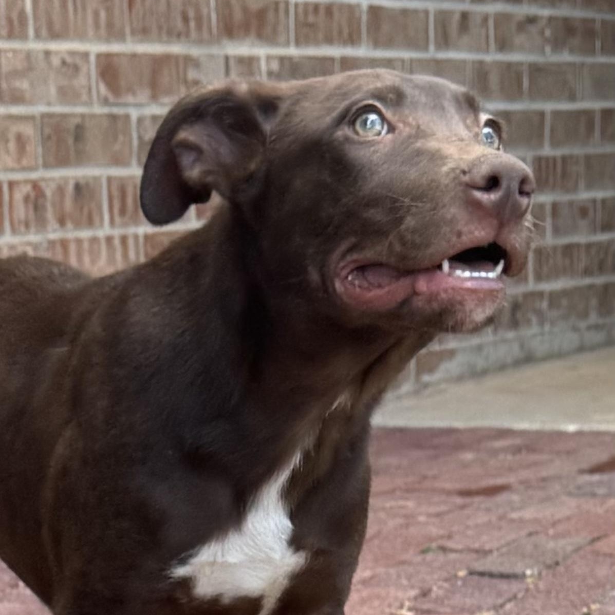 Finn, a Adoptable mixed breed in Andover, CT image 5/6