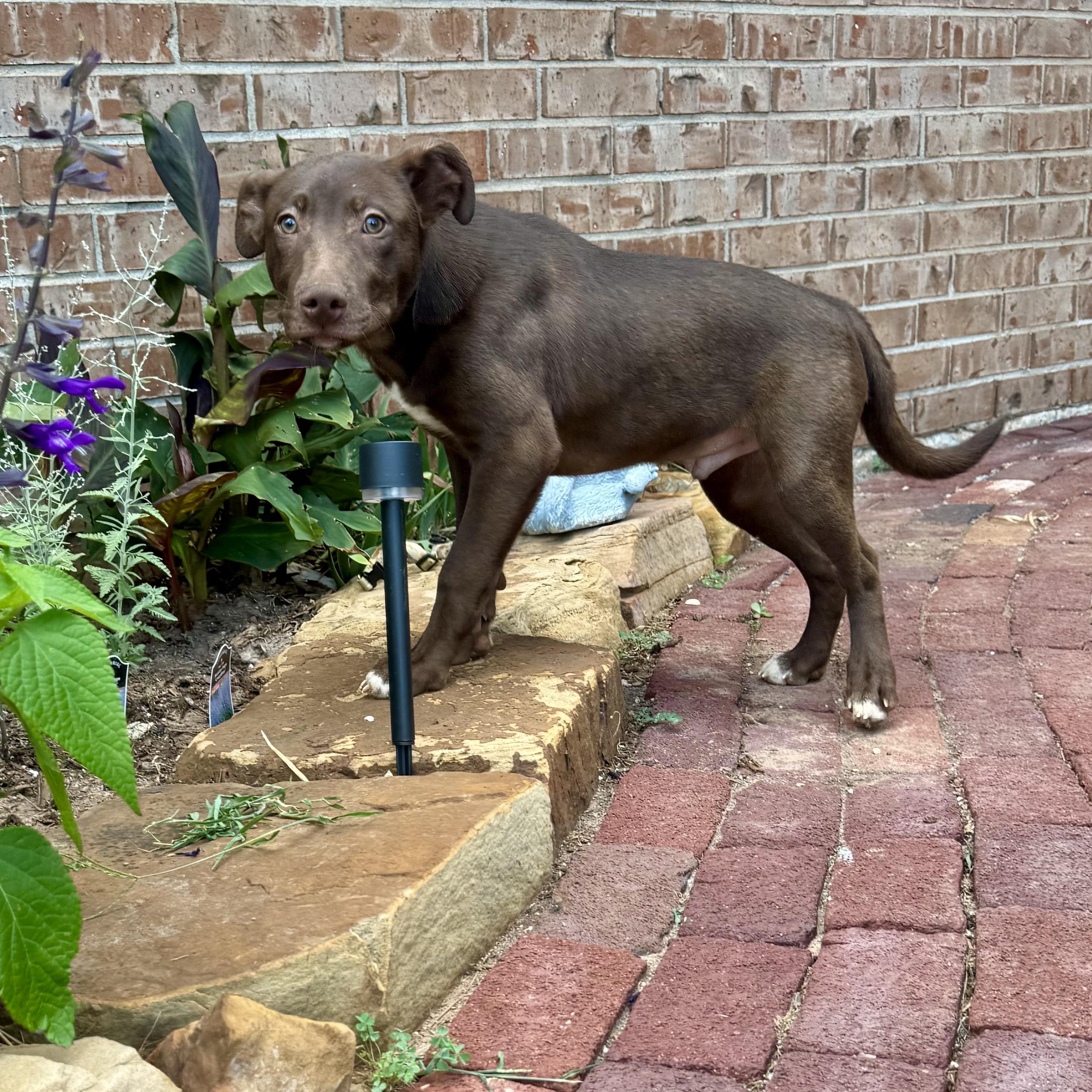Finn, a Adoptable mixed breed in Andover, CT image 4/6